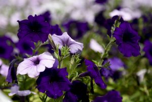 Earth Day fest at Marilla April 17